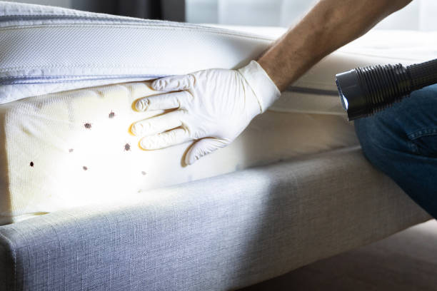 Best Bed Bug Extermination  in Perry Hall, MD