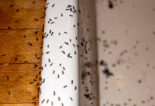 Best Pest Control Treatment  in Perry Hall, MD