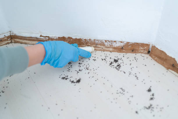 Trusted Perry Hall, MD Pest Control Experts
